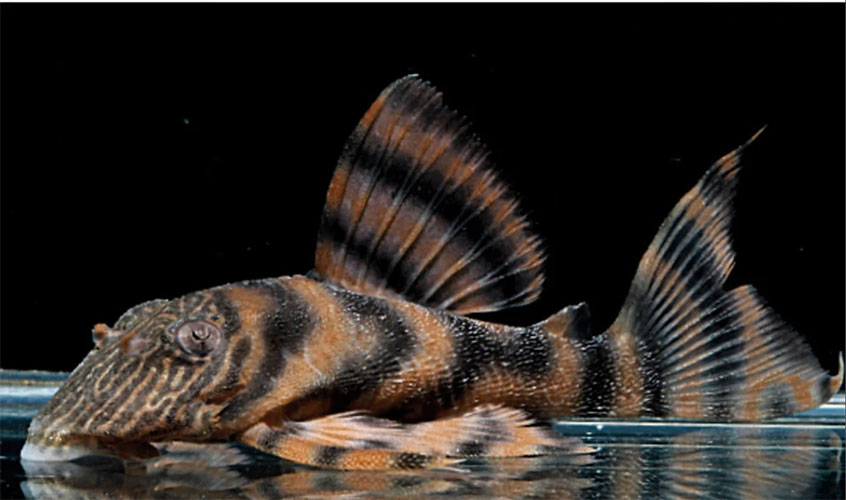 Cascudo <B>L 398 PANAQUE LARANJA</b> (Panaque SP L-398) 10 a 12 cm - atinge 13 cm - mín 28C temperatura