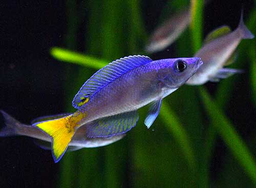 Cyprichromis <B>LEPTOSOMA UTINTA</B> (Cyprichromis leptosoma) 5 a 7 cm MACHO