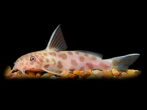 Synodontis <b>PETRICOLA GOLD</b> (Synodontis petricola) 3 a 4 cm 