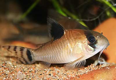 Corydora <b>OIAPOQUENSIS</b> (Corydoras oiapoquensis) 4 a 5 cm RARIDADE POUCAS UNIDADES