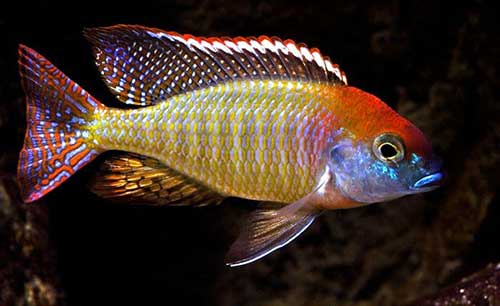 LETHRINOPS RED CAP ITUNGI (Letrinops lethrinus) 7 a 8 cm MACHO