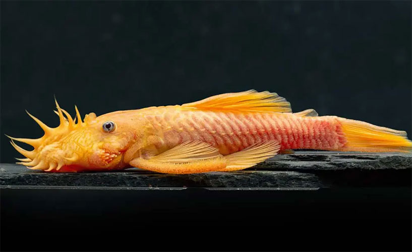 Cascudo <b>ANCISTRUS ALBINO</b> (Ancistrus dolichopterus) 4 cm<BR>Recomendado mín 20 graus C de temperatura e atinge 12 cm quando adulto<br>Sugestão de 1 unidade para cada 30 L para manutenção de algas verdes e marrom