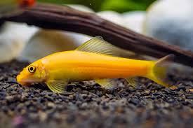 Comedor de <b>ALGA CHINÊS</B> (Gyrinocheilos aymonieri) 4 cm<BR> Recomendado mín 20 graus C de temperatura e atinge 15 cm quando adulto<br>Sugestão de 1 unidade para cada 50L para manutenção de algas