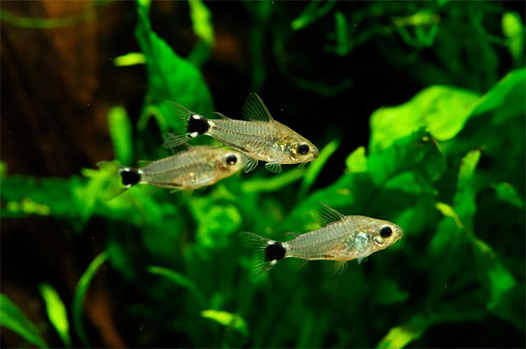 Corydora <b>ANÃ HASTATUS</b> (Corydoras hastatus) 1 cm  (unidade)<br>Tamanho máximo 2 cm - Recomendado pH 6.8 a 7.2 e temperatura 22 a 26 graus celsius<br>Alimento Bassleer Baby Nano
