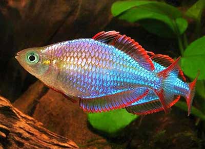 Melanotaenia <b>NEON DWARF</b> (Melanotaenia praecox) 3 a 4 cm