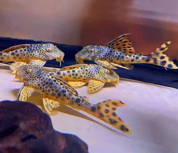 Cascudo <b>L 075 TIGRE DE BOLA</b> (Hemiancistrus sabajii) 5 a 7 cm<br>Atinge 20 cm quando adulto - Recomendado mín 28 graus C de temperatura