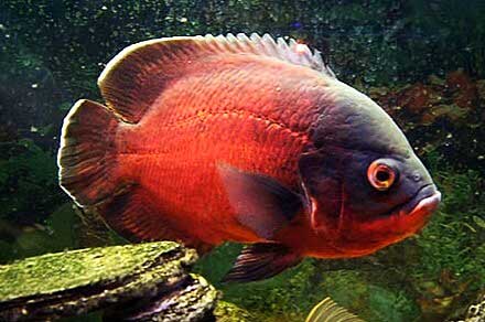 Ciclídeo Americano OSCAR RED RUBY (Astronotus ocellatus) 6 cm SEM HORMONIO E CORANTE