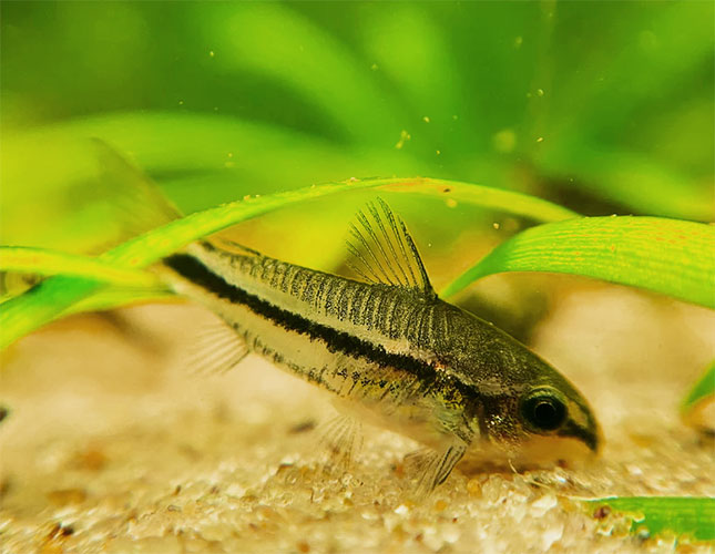 Corydora <b>PYGMEU</b> (Corydoras pygmaeus) 1.5 a 2 cm LIBERAÇÃO 29/05/26