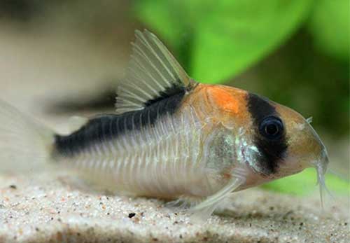 Corydora <b>ADOLFOI</b> (Corydoras adolfoi) 2 a 4 cm CRIADA<br>Tamanho máximo 5 cm - Recomendado pH 6.8 a 7.2 e temperatura 22 a 28 graus celsius<br>Alimento Bassleer qualquer modelo tamanho M