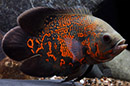 Ciclídeo Americano <b>OSCAR RED TIGER</b> (Astronotus ocellatus) 10 a 13 cm AA