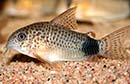Corydora <b>CAUDIMACULATUS</b> (Corydoras caudimaculatus) 3 a 4 cm