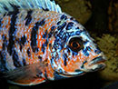 Aulonocara O.B ORANGE BLUE (Aulonocara nyassae) 7 a 8 cm