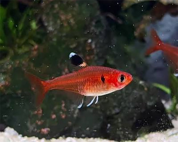 Tetra <B>RED CRISTAL</B> (Hyphessobrycon haraldshurtzi) 3 cm Liberação 26/10/26