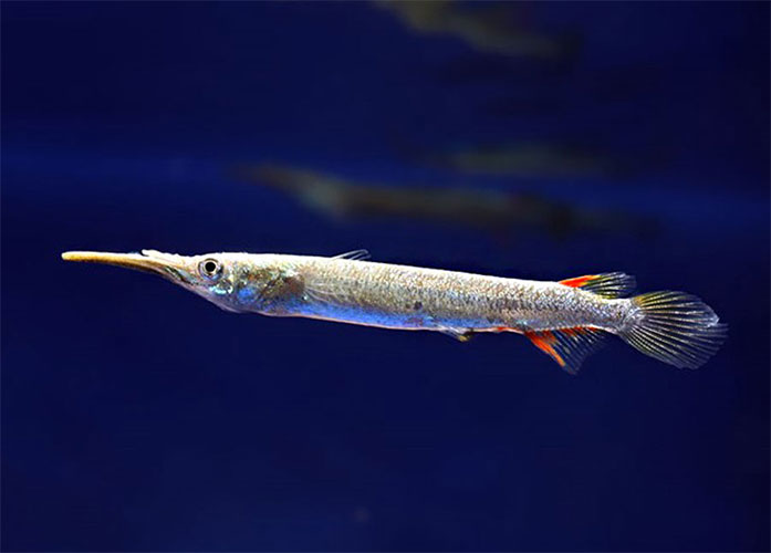 <b>AGULHINHA COMUM</b> (Dermogenes pusillus) 3 a 4 cm