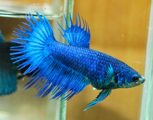 Betta <b>CROWNTAIL BLUE</b> (Bettas splendens) FÊMEA<br>3 meses em condição de reprodução, alimentados com Bassleer tamanho L<br>Peixes de linhagem com alguns individuos ainda em fase de mutação de cor