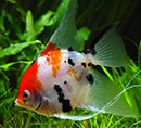 Acará Bandeira <B>KOI CABEÇA LARANJA</B> (Pterophyllum scalare) 4 a 5 cm<BR>Atingem 15 a 20 cm quando adultos, recomendado pH entre 6.8 e 7.4 e alimento Bassleer tamanho L