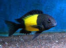 Tropheus Moori <b>KAIZER IKOLA</b> (Tropheus moori) 4 a 5 cm
