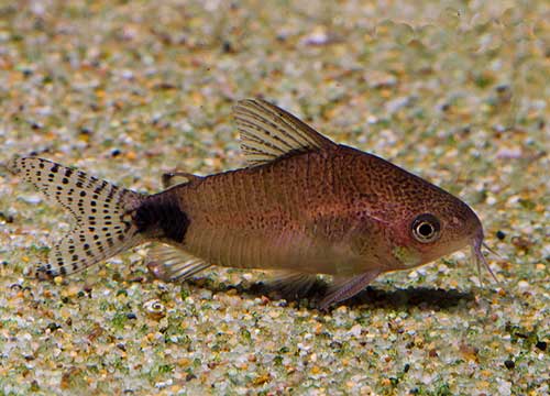 Corydora <b>GUAPORÉ</b> (Corydoras guapore) 3 a 4 cm