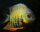 Ciclídeo Americano <b>SEVERUM VERDE</b> (Heros severus) 4 a 6 cm