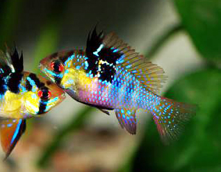 Ramirezi GERMAN BLUE (Mikrogeophagus ramirezi)  (SEM SEXO DEFINIDO)