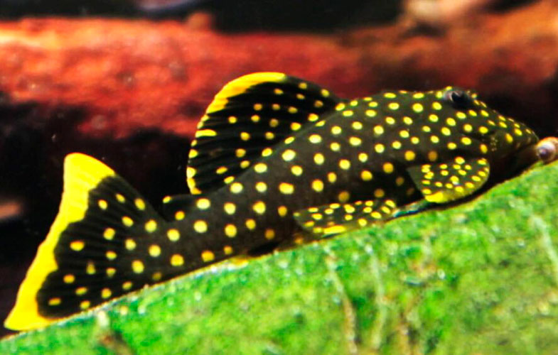 Cascudo <b>L 018/177 PEPITA DE OURO</b> (Baryancistrus xanthelus) 6 a 8 cm<br>Atinge 20 cm quando adulto - Recomendado mín 28 graus C de temperatura