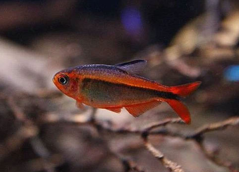 Tetra <B>MYRMEX</B> (Hyphessobrycon myrmex) CRIADO 3 cm