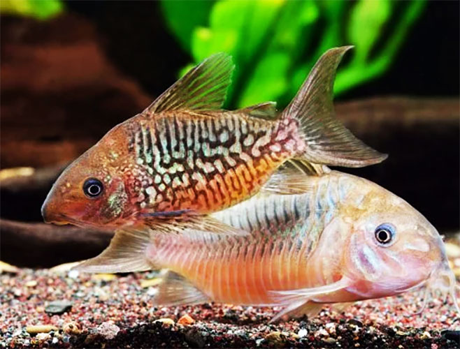 Corydora <b>PANTANALENSIS</b> (Brochis splendens) 6 cm