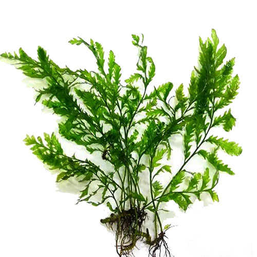 Planta Pote Bolbits HETEROCLITA - baby leaf NOVO