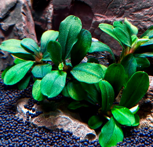 Planta Pote Bucephalandra sp. APPLE LEAF - muda NOVO