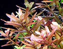 Planta Pote Rotala Rotundifolia - vasinho