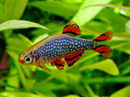Rasbora <B>GALAXY</B> Macho 1 cm (Danio margaritatus)  unidade