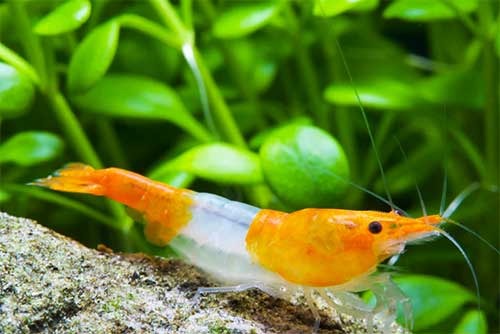 Camarão <b>NEOCARIDINA ORANGE RILI</b> (Neocaridina sp.) 1cm - unidade