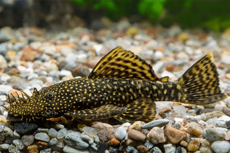Cascudo <b>ANCISTRUS SPOTTED</b> (Ancistrus dolichopterus) 3 a 4 cm<br>Atinge 10 cm quando adulto - Recomendado mín 20 graus C de temperatura