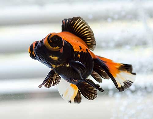 Kinguio <b>TELESCÓPIO NEGRO E LARANJA</b> (Carassius auratus) 6 cm