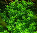 Planta Pote Hemianthus micrantemoides