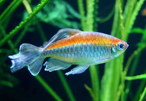 Tetra <B>CONGO</B> (Phenacogramus interruptus) CRIADO 3 cm SEM SEXO DEFINIDO