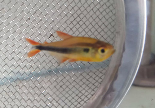 Tetra <B>NEON NEGRO RED FIN</B> (Hypressobrycon herbertaxeroldi) CRIADO 2 cm NOVO