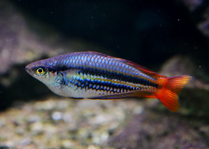 Melanotaenia <b>PAPUE</B> (Melanotenia papue) MACHO 5 a 8 cm