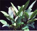 Planta Pote Cryptocoryne BECKETTII