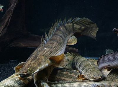 Polypterus <b>ENDLICHERI</b> (Polypterus endricheri)  6 a 7 cm - atinge 30 cm, quarentenados e comendo ração Bassleer
