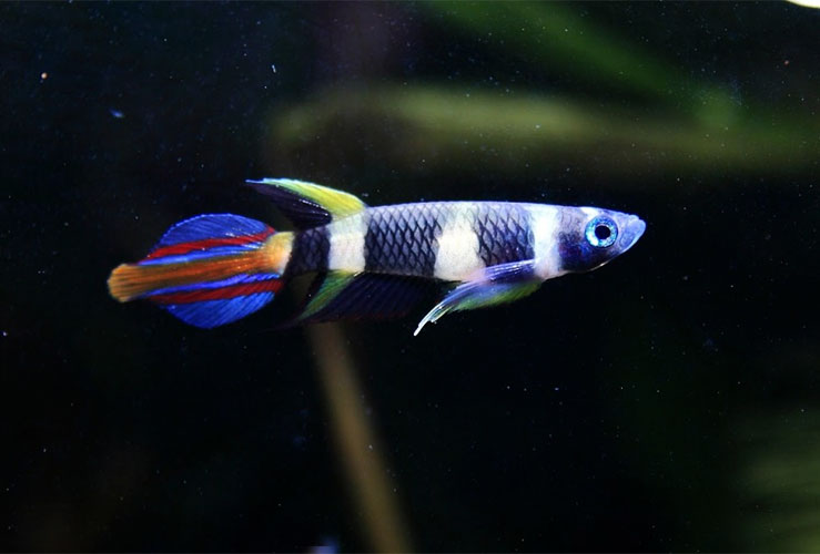 Killifish<b> ANNULATUS </b>(Epyplatis annulatus) 1 cm CASAL