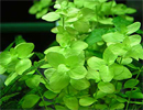 Planta Pote Bacopa australis - vasinho