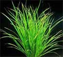 Planta Pote Cyperus helferi 