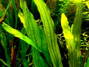 Planta Pote Echinodorus uruguayensis