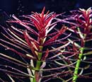 Planta Pote Limnophila aromatica