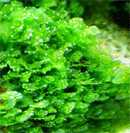 Planta Pote Musgo Lomariopsis lineata (Round Pelia) porção