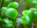 Planta Pote Marsilea hirsuta - vasinho