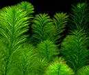 Planta Pote Myriophyllum aquaticum - vasinho
