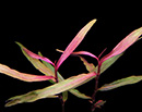 Planta Pote Polygonum sp. (Pink) - vasinho