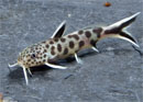 Synodontis <B>PETRICOLA</B> (Synodontis petricola) 4 cm